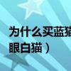 為什么買藍(lán)貓的比藍(lán)白的多（為什么不能買藍(lán)眼白貓）
