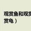 觀賞魚和觀賞蝦哪個好養(yǎng)活（觀賞魚觀賞蝦觀賞龜）