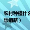 農(nóng)村種植什么賺錢不愁銷路（農(nóng)村種植什么不愁銷路）