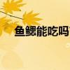魚(yú)鰓能吃嗎?對(duì)身體好嗎?（魚(yú)鰓能吃嗎）