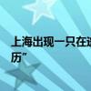 上海出現(xiàn)一只在逃嗎嘍：國家二級保護(hù)動物獼猴在金山“游歷”