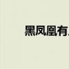 黑鳳凰有片尾彩蛋么（黑鳳凰彩蛋）