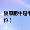 膠原肥牛是牛的哪個(gè)部位（肥牛是牛的哪個(gè)部位）