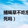 捕蠅草不吃東西會(huì)不會(huì)死（捕蠅草不吃蟲(chóng)子會(huì)死嗎）