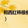 和西紅柿很像的水果（西紅柿和圣女果的區(qū)別）