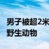 男子被超2米長(zhǎng)蟒蛇纏住 警方：酒后不宜招惹野生動(dòng)物