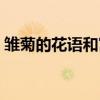 雛菊的花語和寓意解釋（雛菊的花語和寓意）