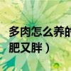 多肉怎么養(yǎng)的又肥又胖夏季（多肉怎么養(yǎng)的又肥又胖）