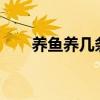 養(yǎng)魚(yú)養(yǎng)幾條好?（養(yǎng)魚(yú)一般養(yǎng)幾條好）