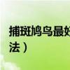 捕斑鳩鳥最好的方法視頻（捕斑鳩鳥最好的方法）