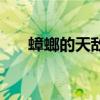 蟑螂的天敵是什么昆蟲（蟑螂的天敵）