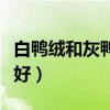 白鴨絨和灰鴨絨哪種貴（白鴨絨和灰鴨絨哪個好）