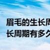 眉毛的生長(zhǎng)周期有多久腦筋急轉(zhuǎn)彎（眉毛的生長(zhǎng)周期有多久）