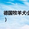 德國牧羊犬小犬多少錢（德國牧羊犬幼犬價格）