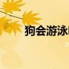 狗會(huì)游泳嗎最佳答案（狗會(huì)游泳嗎）
