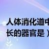 人體消化道中最長的是什么（人體消化道中最長的器官是）
