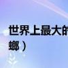 世界上最大的蟑螂長什么樣（世界上最大的蟑螂）
